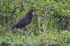 Rufescent Tiger-Heron