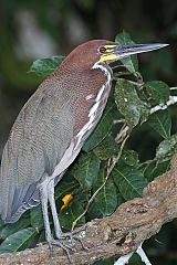 Rufescent Tiger-Heron