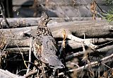 Ruffed Grouse