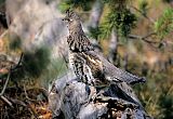 Ruffed Grouse