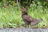 Ruffed Grouse