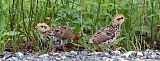 Ruffed Grouse