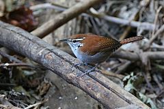 Rufous-and-white Wren