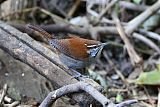 Rufous-and-white Wrenborder=