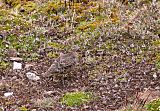 Rufous-bellied Seedsnipe