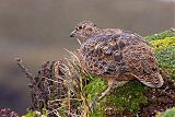 Rufous-bellied Seedsnipe