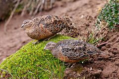 Rufous-bellied Seedsnipe