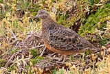 Rufous-bellied Seedsnipe