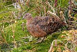 Rufous-bellied Seedsnipe