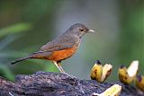 Rufous-bellied Thrush