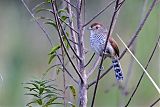 Rufous-capped Antshrike