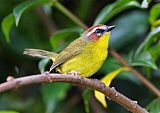 Rufous-capped Warbler