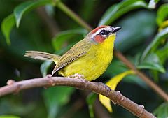 Rufous-capped Warbler