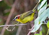 Rufous-capped Warbler