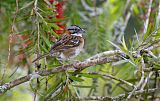 Rufous-collared Sparrowborder=