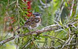 Rufous-collared Sparrow