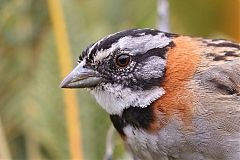 Rufous-collared Sparrow