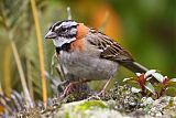 Rufous-collared Sparrow