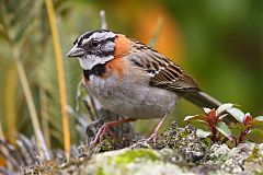 Rufous-collared Sparrow