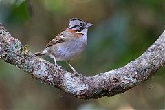 Rufous-collared Sparrow