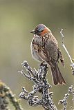 Rufous-collared Sparrowborder=