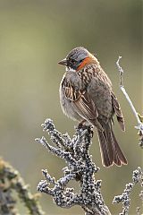 Rufous-collared Sparrow