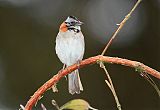 Rufous-collared Sparrowborder=