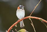 Rufous-collared Sparrow