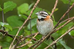 Rufous-collared Sparrow