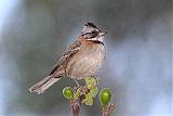 Rufous-collared Sparrow