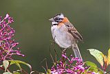 Rufous-collared Sparrowborder=