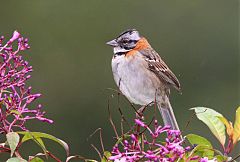 Rufous-collared Sparrow