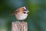 Rufous-collared Sparrowborder=