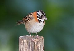 Rufous-collared Sparrow