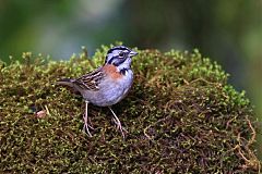 Rufous-collared Sparrow