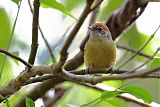 Rufous-crowned Greenlet