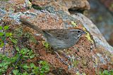 Rufous-crowned Sparrowborder=