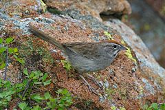 Rufous-crowned Sparrow