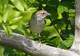 Rufous-crowned Sparrow