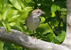 Rufous-crowned Sparrow