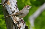 Rufous-crowned Sparrowborder=