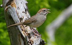 Rufous-crowned Sparrow