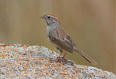 Rufous-crowned Sparrow