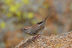 Rufous-crowned Sparrow