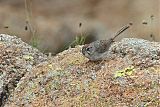 Rufous-crowned Sparrowborder=