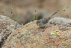 Rufous-crowned Sparrow