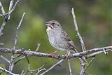 Rufous-crowned Sparrowborder=
