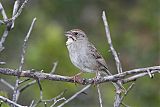 Rufous-crowned Sparrow