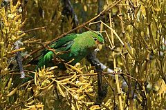 Rufous-fronted Parakeet
