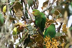 Rufous-fronted Parakeet